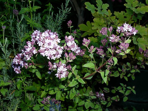 Marjoram~2