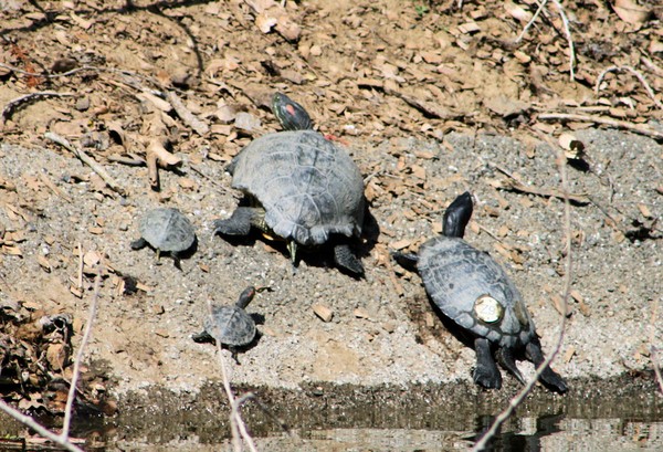 Turtle Family