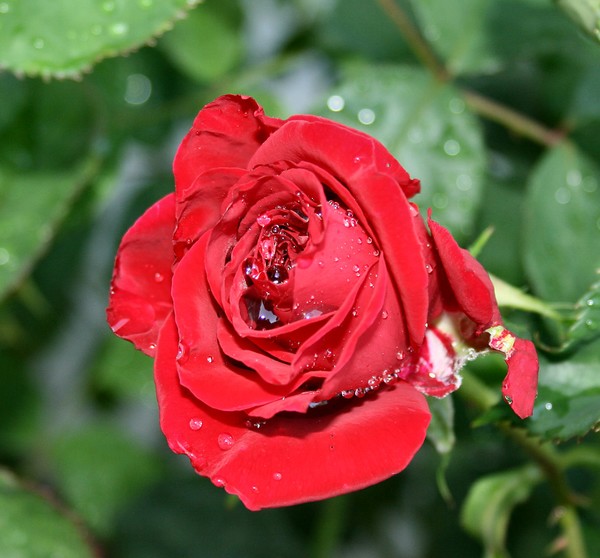 Raindrops on Roses