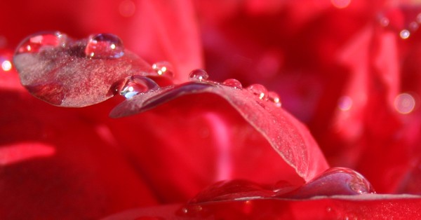 Happy Valentine's Day