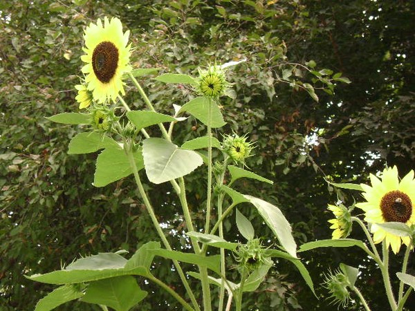 Sunflowers 