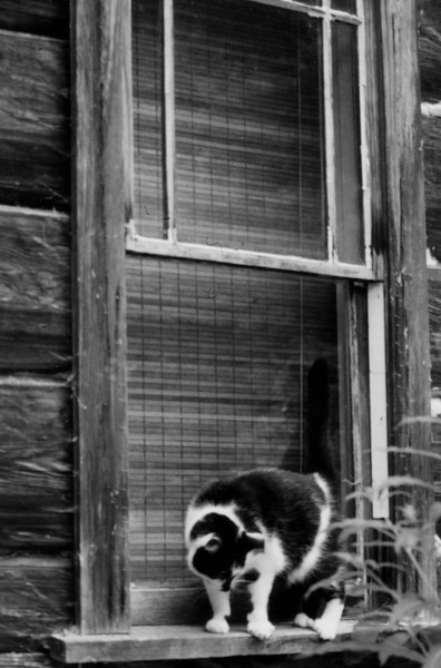 Stanley in the windowsill