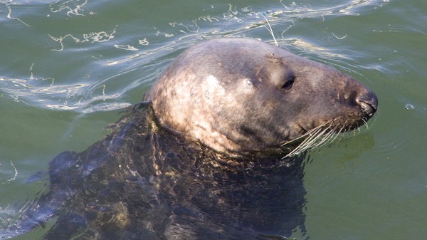 Resident Seal