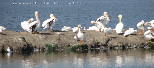 Pelicans, Bay Area, California, Oct 2008