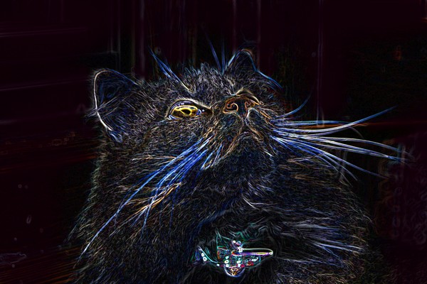 Kitty in Lights