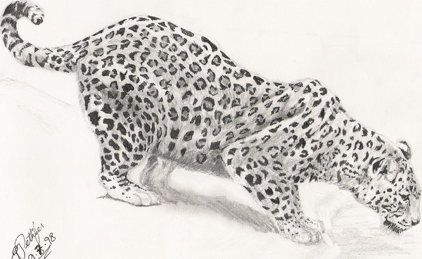 Leopard drinking