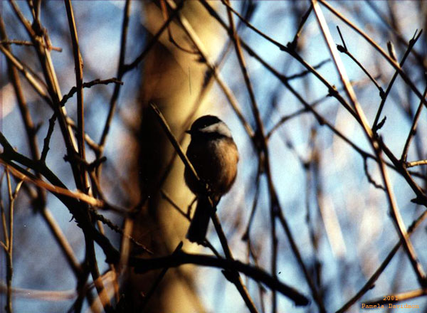 Mountain Chickadee