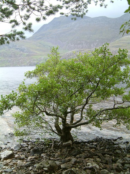 Overground Tree 2