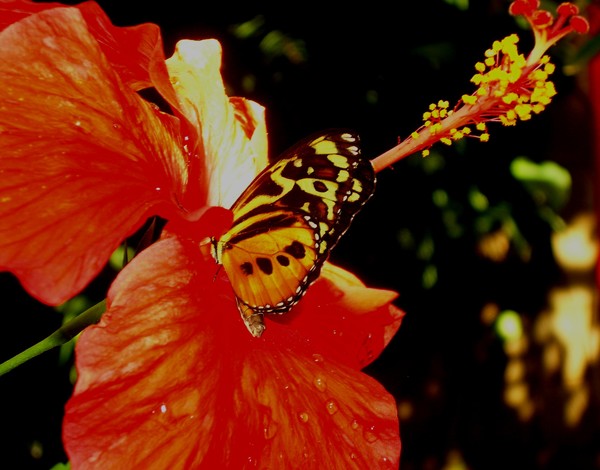 Hibiscus Hideaway: A Beautiful Day