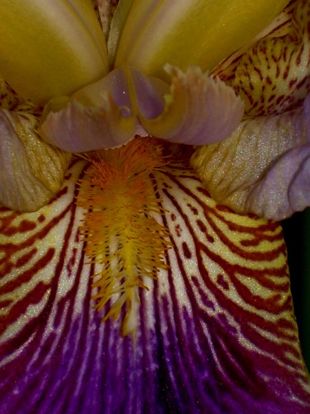 The Art of Flowers #2