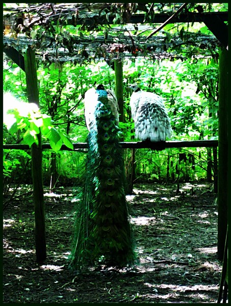 Peacocks
