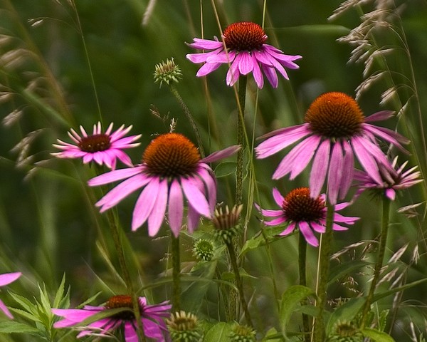 Purple Coneflowers
