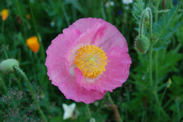 pink poppy