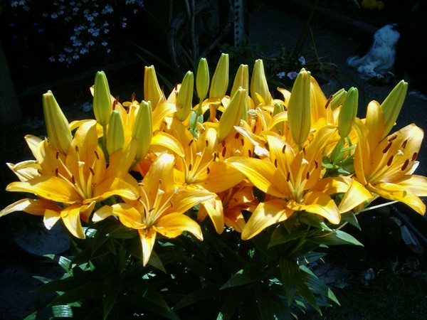 A gathering of lillies