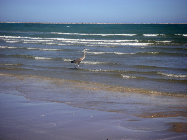 Being One With The Gulf - Wading