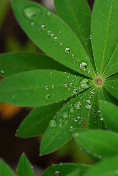 Raindrops on Lupine 