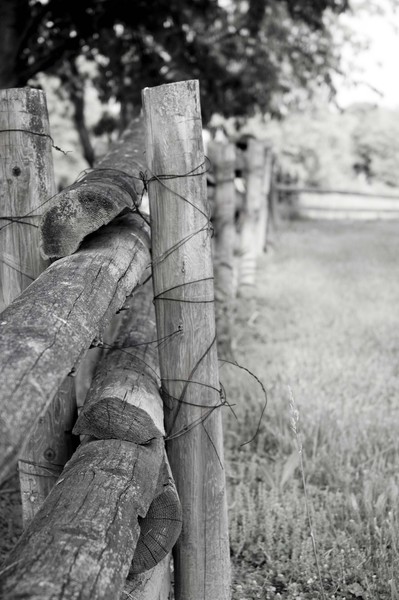 Along the Fence