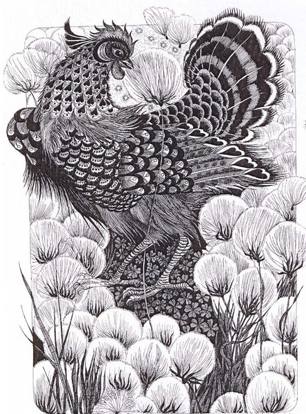 THE ROOSTER