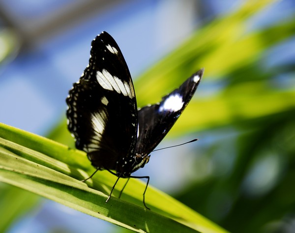 Butterfly Whispering