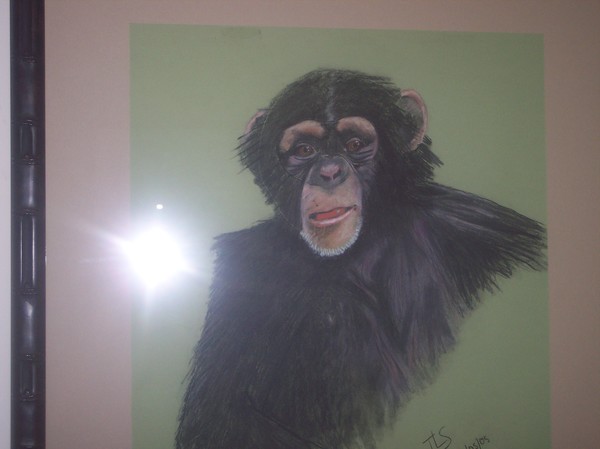 Monkey