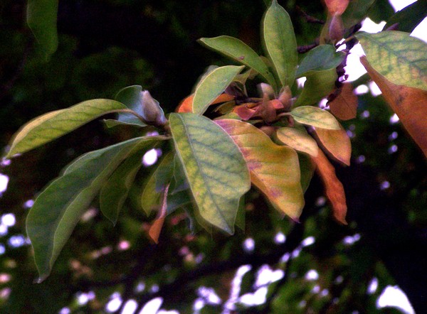 Fall Leaves