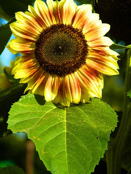 Sunflower
