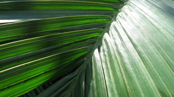 Tropical leaf