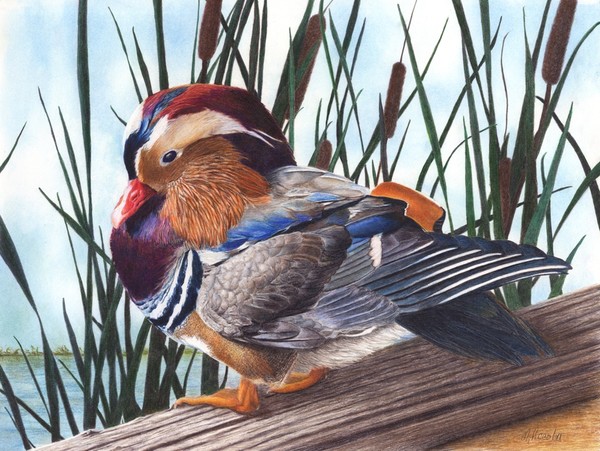 Mandarin Duck