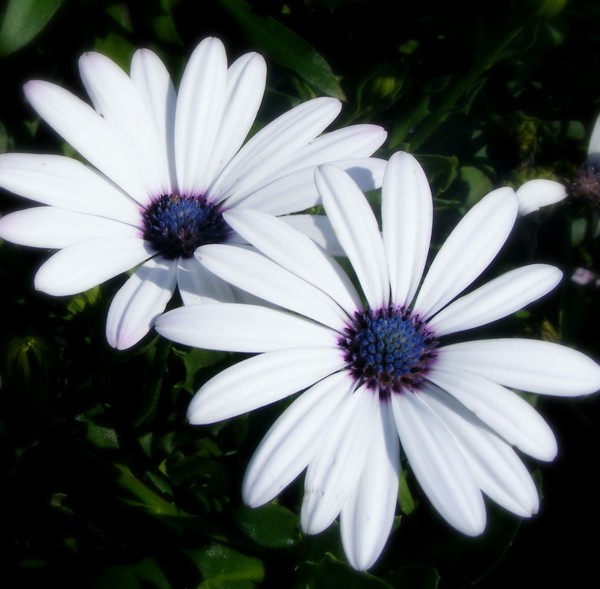 Pretty_Petals_5_soft