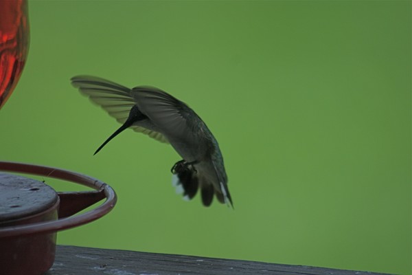 Best Shot Yet!