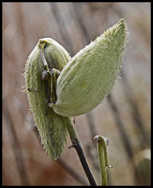 MILKWEED POD