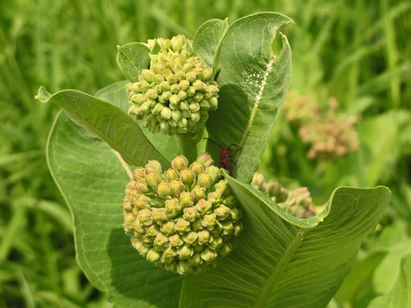 SEED POD