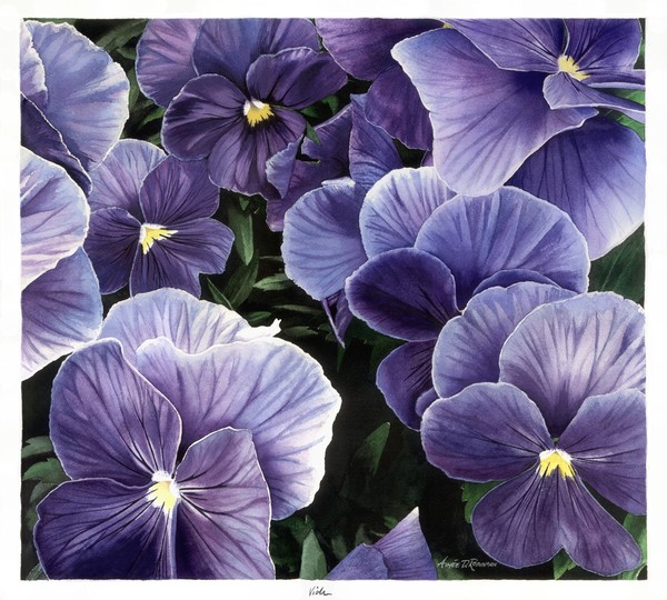 Violas