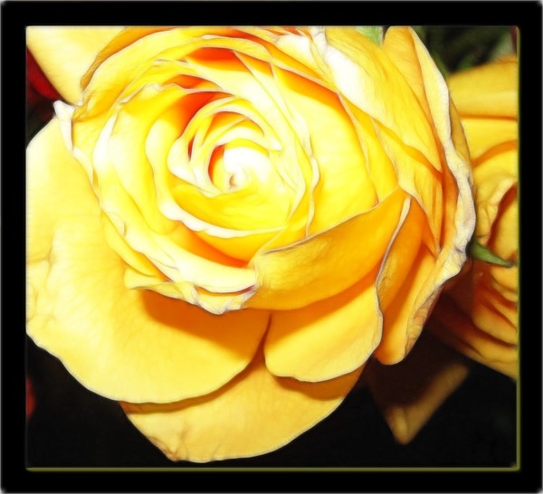 Yellow Rose