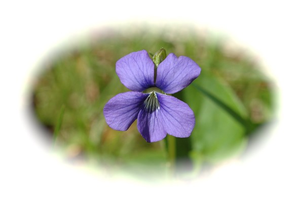 Birdsfoot Violet