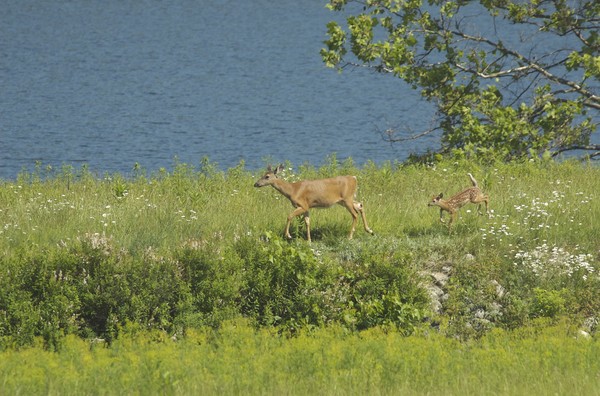 Doe and Fawn