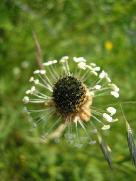 an other flower
