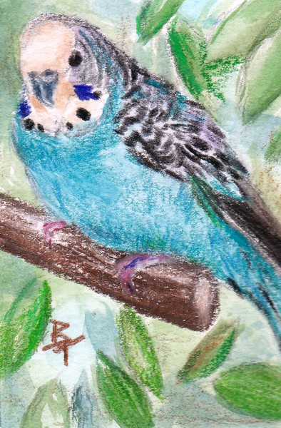 Blue Parakeet aceo