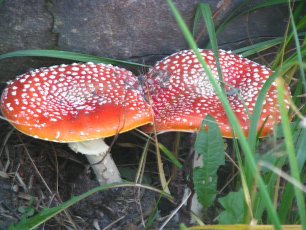 Sienet-kärpässieni-fungus/fall2008