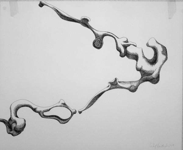 Bones 1