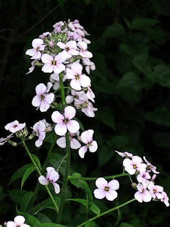 Dames Rocket