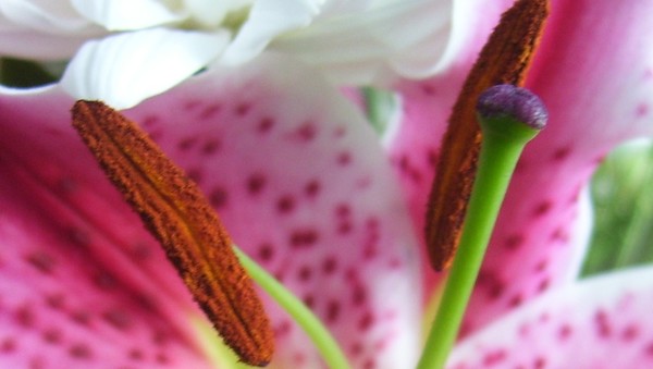 Bees Love of Lily
