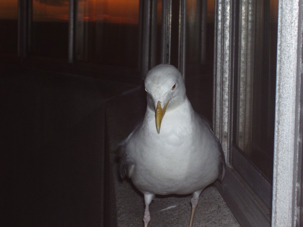 Nightfeeder