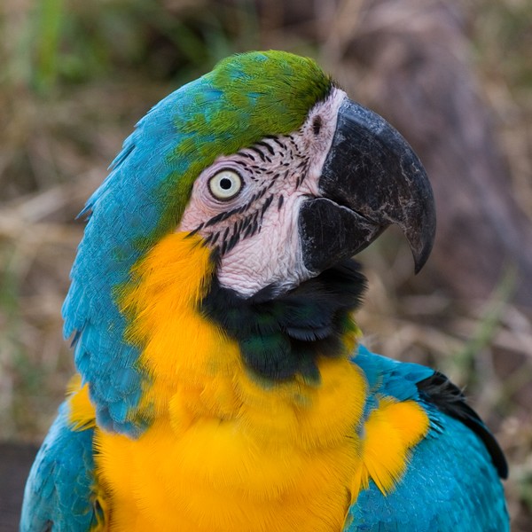 Blue and Gold Macaw Portait-2