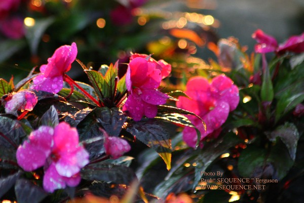 Morning Glow