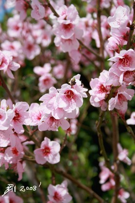 SPRING-IN-NEW-ZEALAND