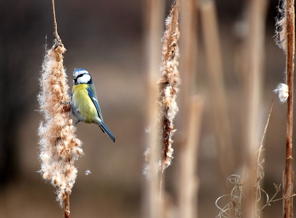 Blue Tit