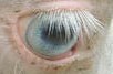 Classic Joes Eye
