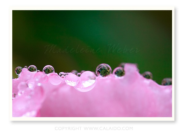 •Waterdrops II•