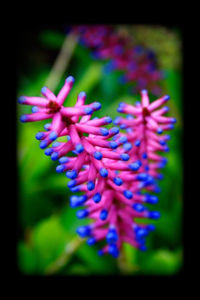 Aechmea organensis